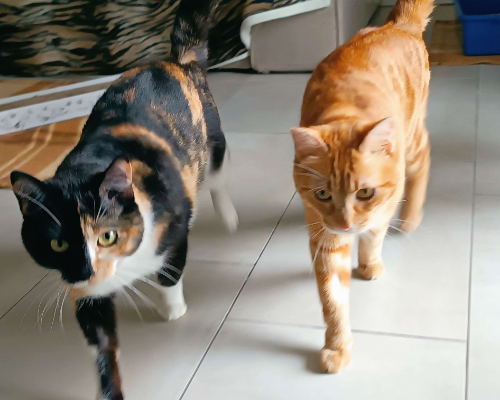 Adotta il gatto Sebastién a Bologna