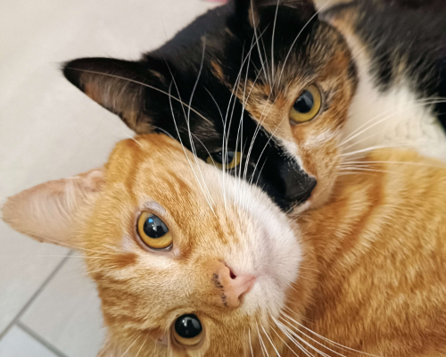 Vuoi adottare un gatto a Bologna?