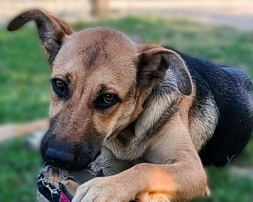 Vuoi adottare un cane a Parma?
