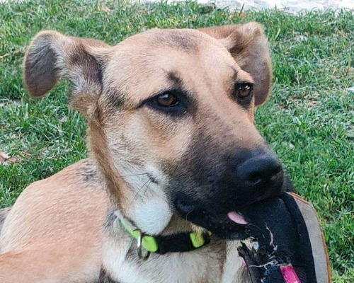 Adotta un cane, femmina, 2 anni e 10 mesi, Parma