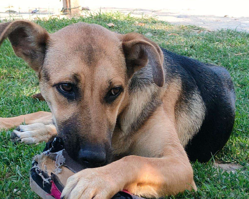 Adozione cane, femmina, meticcio, 2 anni e 10 mesi, taglia media, Parma