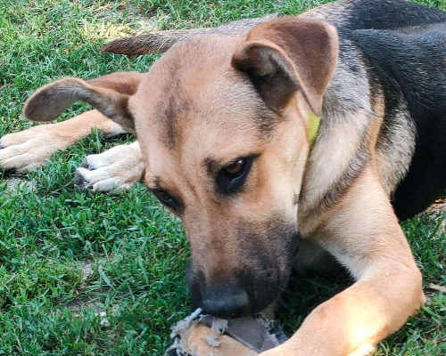 Adotta un cane, taglia media, femmina, Parma