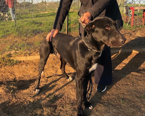 Vuoi adottare un cane a Roma?