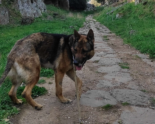 Adotta un cane, maschio, 6 anni  e 2 mesi , Viterbo