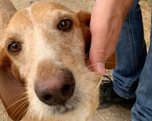 Adotta un cane, taglia media, maschio, Viterbo