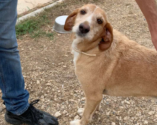 Adotta un cane, maschio, 8 anni  e 2 mesi , Viterbo