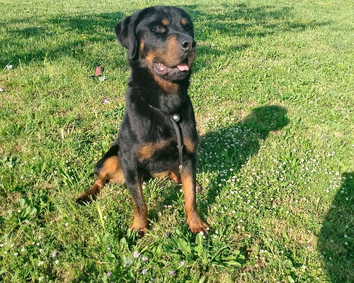 Adotta un cane, taglia grande, maschio, Roma