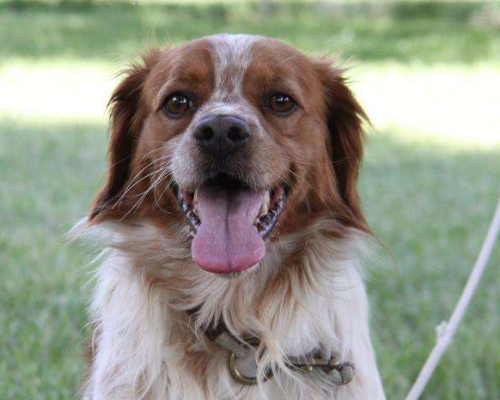 Adotta un cane, maschio, 4 anni e 9 mesi, Milano