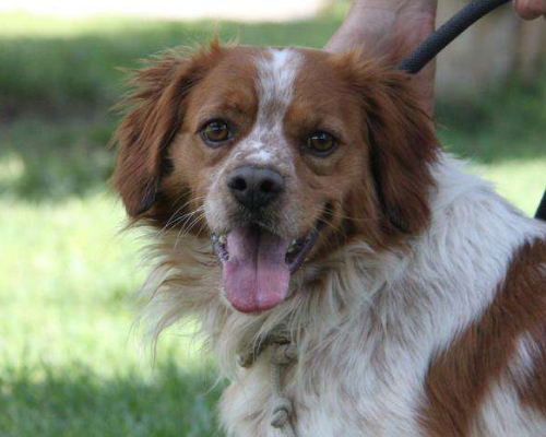 Adozione cane, maschio, Razza sconosciuta, 4 anni e 9 mesi, taglia media contenuta, Milano