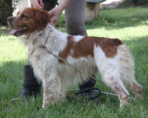 Adotta un cane, taglia media contenuta, maschio, Milano