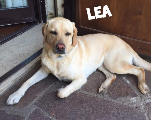 Vuoi adottare un cane a Roma?