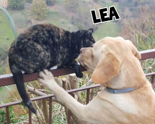 Adotta un cane, taglia media, femmina, Roma