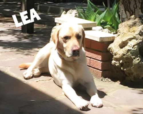 Adotta un cane, femmina, 13 anni e 8 mesi, Roma