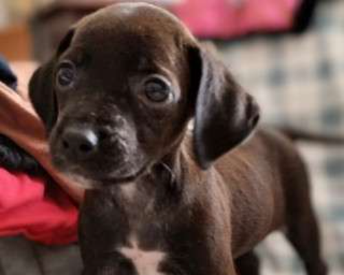 Adozione cane, femmina, meticcio, 3 anni, taglia piccola, Taranto