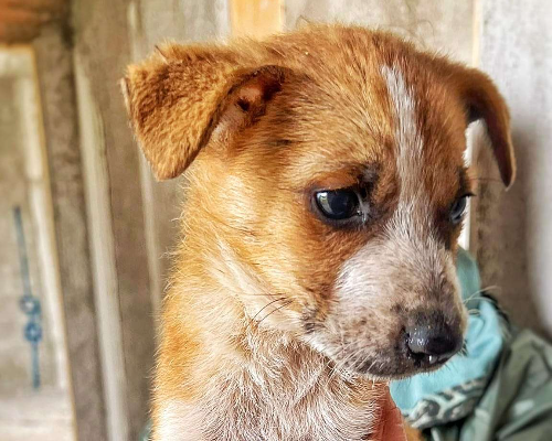 Adotta un cane, taglia media, maschio, Crotone