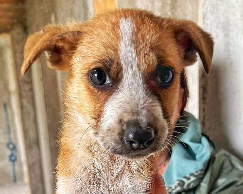 Adozione cane, maschio, meticcio, 2 anni e 7 mesi, taglia media, Crotone