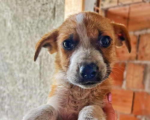 Adotta un cane, maschio, 2 anni e 7 mesi, Crotone