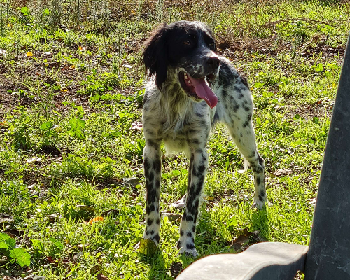 Adotta un cane, maschio, 4 anni e 11 mesi, Napoli