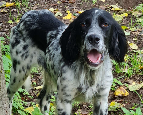 Adozione cane, maschio, Setter Inglese, 4 anni e 11 mesi, taglia media, Napoli