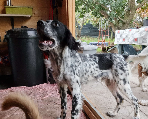 Adotta un cane, taglia media, maschio, Napoli
