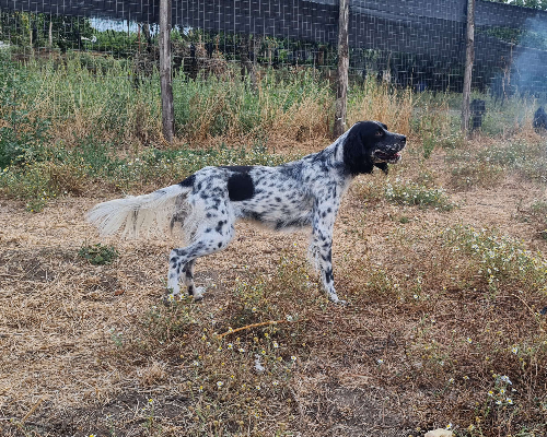Vuoi adottare un cane a Napoli?