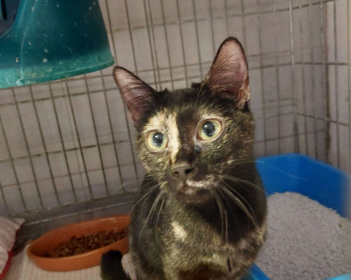 Adozione gatto, femmina, meticcio, 2 anni  e 11 mesi , taglia non valida, Milano
