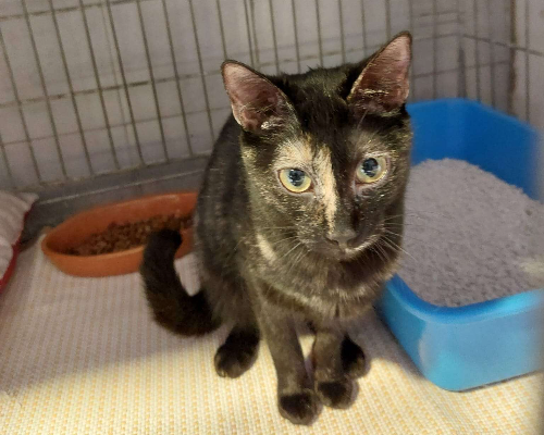 Adotta un gatto, taglia non valida, femmina, Milano