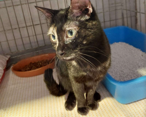 Adotta un gatto, femmina, 2 anni  e 11 mesi , Milano