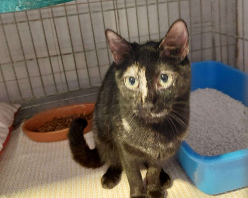 Vuoi adottare un gatto a Milano?