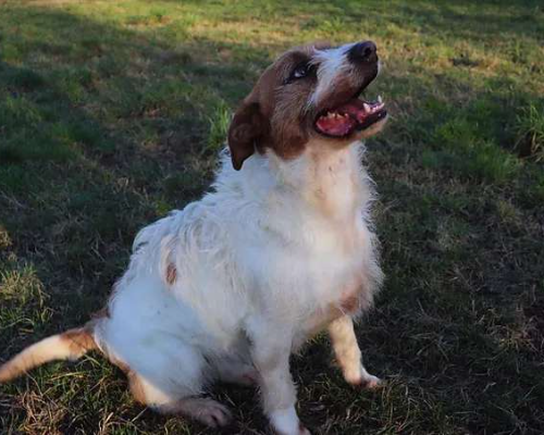 Adotta un cane, femmina, 7 anni  e 5 mesi , Milano