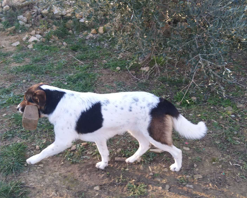 Foto 2 dell'animale