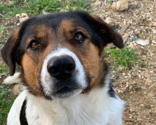 Foto dell'animale