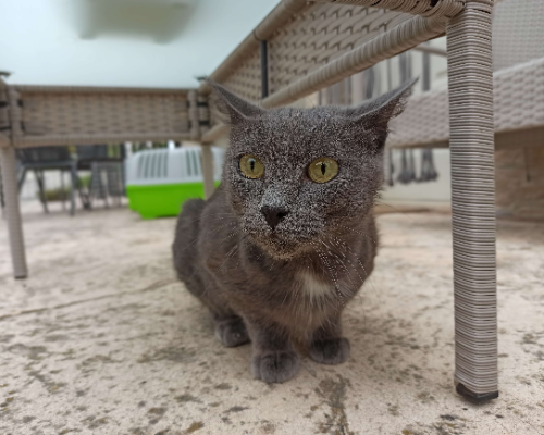 Adotta un gatto, taglia non valida, femmina, Chieti