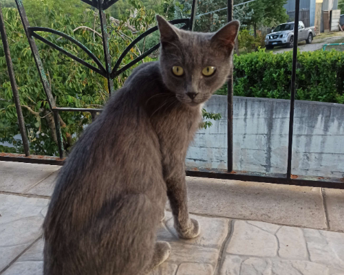 Adotta un gatto, femmina, 2 anni  e 2 mesi , Chieti
