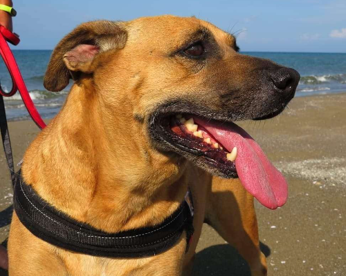 Adotta il cane FILIPPO a Napoli