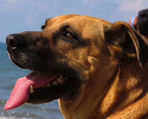 Vuoi adottare un cane a Napoli?