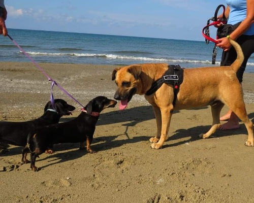 Adotta un cane, taglia media, maschio, Napoli