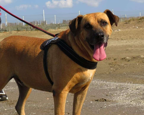 Adozione cane, maschio, meticcio, 11 anni e 5 mesi, taglia media, Napoli