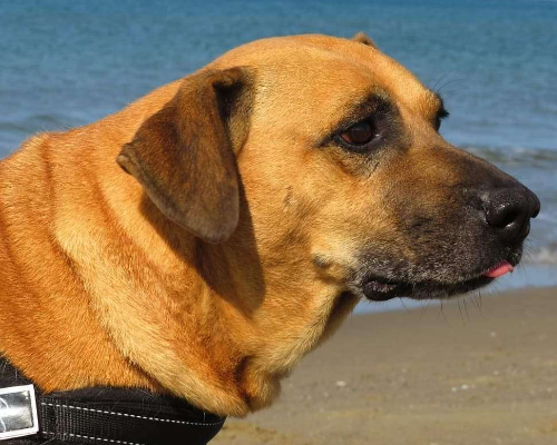 Adotta un cane, maschio, 11 anni e 5 mesi, Napoli