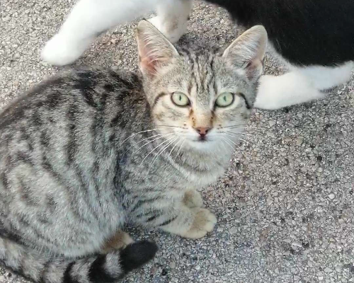 Foto 2 dell'animale