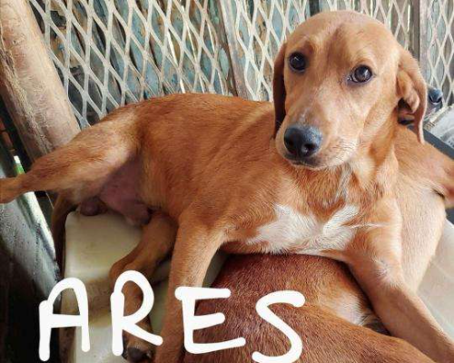 Adotta un cane, maschio, 3 anni  e 2 mesi , Messina
