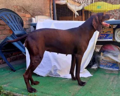 Adotta un cane, femmina, 9 anni  e 4 mesi , Cremona
