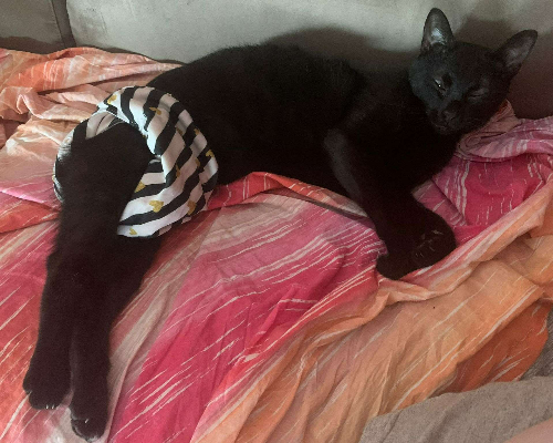 Adotta un gatto, femmina, 4 anni  e 4 mesi , Monza