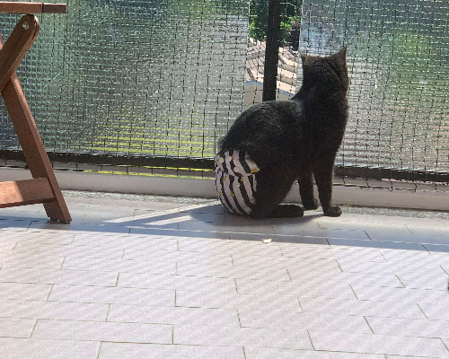 Adotta il gatto Sirya a Monza