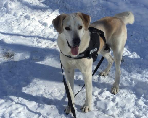 Adozione cane, maschio, meticcio, 6 anni e 3 mesi, taglia grande, Alessandria