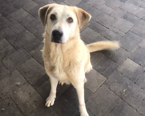 Vuoi adottare un cane a Alessandria?