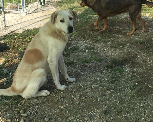 Adotta un cane, taglia grande, maschio, Alessandria
