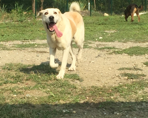 Adotta un cane, maschio, 6 anni e 3 mesi, Alessandria