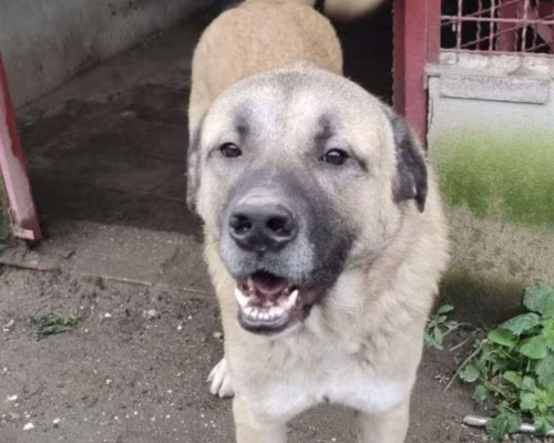 Adotta un cane, taglia gigante, maschio, Napoli