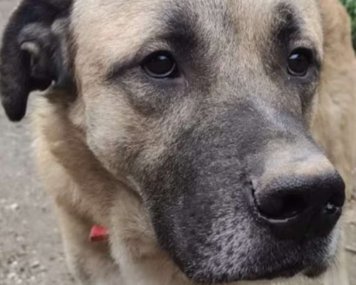 Adotta un cane, maschio, 4 anni  e 7 mesi , Napoli
